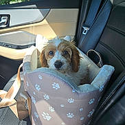 Zeus is registered to the contest to win money with this photo: puppy, dog, pet_carrier, car_seat, seatbelt, window, door_panel, sunlight, fur, cute, animal, transportation, leash, interior, travel, young_dog, comfort, looking, closeup, cozy