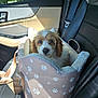 puppy, dog, pet_carrier, car_seat, seatbelt, window, door_panel, sunlight, fur, cute, animal, transportation, leash, interior, travel, young_dog, comfort, looking, closeup, cozy