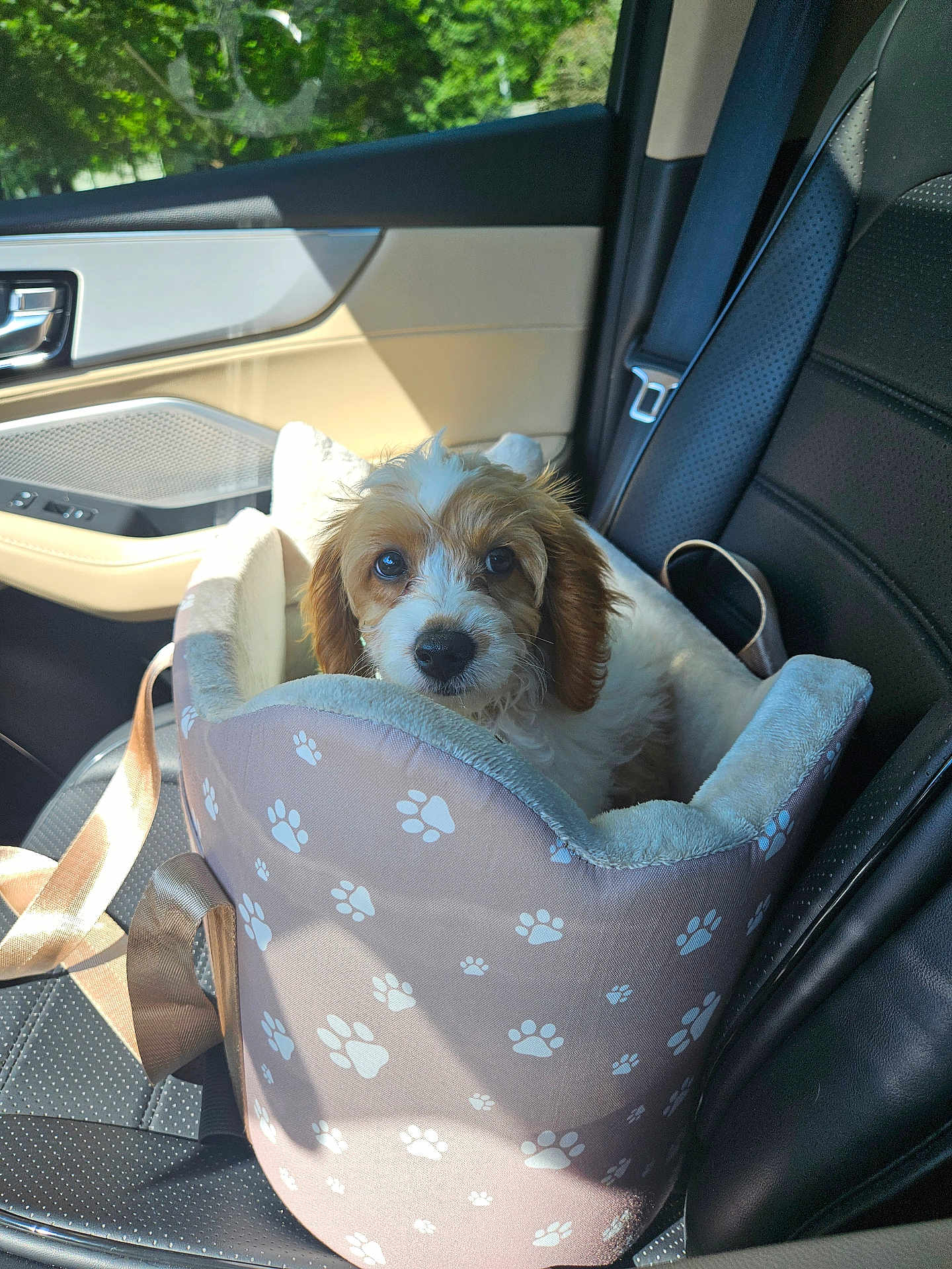 Zeus is registered to the contest to win money with this photo: puppy, dog, pet_carrier, car_seat, seatbelt, window, door_panel, sunlight, fur, cute, animal, transportation, leash, interior, travel, young_dog, comfort, looking, closeup, cozy