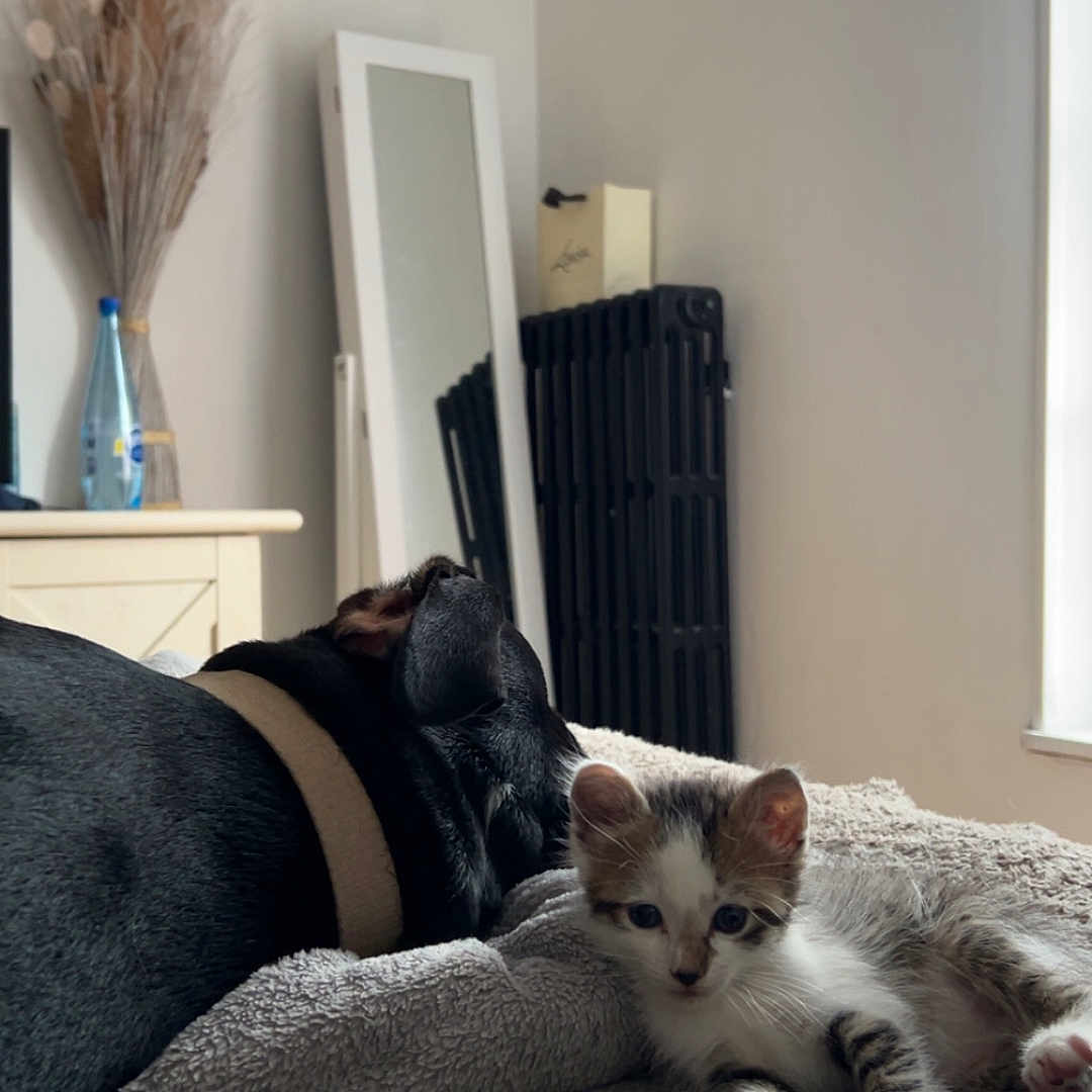 Roxy participe au concours pour gagner de l'argent avec cette photo : animal, bed, blanket, bottle, companion, cozy, curious, dog, dried_plants, furniture, home, indoor, kitten, mirror, pet, relaxed, resting, soft_texture, table, window