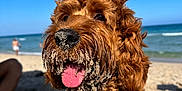 Sonny Sircus is registered to the contest to win money with this photo: dog, beach, sand, ocean, blue_sky, curly_fur, tongue_out, happy, pet, summer, outdoor, canine, collar, playful, animal, water, sunny, closeup, nature, daytime