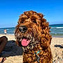 dog, beach, sand, ocean, blue_sky, curly_fur, tongue_out, happy, pet, summer, outdoor, canine, collar, playful, animal, water, sunny, closeup, nature, daytime