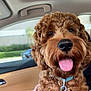 Sonny Sircus joined the competition — help win amazing prizes! dog, curly_fur, tongue_out, blue_collar, pet, car_interior, window, seat, happy, close_up, brown_fur, leash, animal, companion, cute, portrait, domestic_animal, canine, friendly, indoor