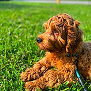 Sonny Sircus is registered to the contest to win money with this photo: dog, puppy, curly_fur, grass, outdoor, sunlight, leash, pet, animal, nature, brown, cute, relaxed, summer, daytime, closeup, fur, canine, resting, adorable