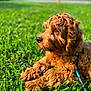dog, puppy, curly_fur, grass, outdoor, sunlight, leash, pet, animal, nature, brown, cute, relaxed, summer, daytime, closeup, fur, canine, resting, adorable