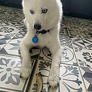 Timon participe au concours pour gagner de l'argent avec cette photo : dog, husky, white_fur, blue_eyes, pet, animal, floor, patterned_tiles, indoor, fish, dried_fish, collar, tag, paws, laying_down, looking_down, cute, pet_indoor, domestic_animal, companion