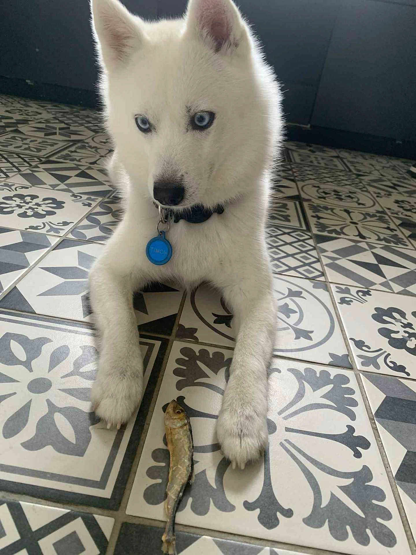 Timon participe au concours pour gagner de l'argent avec cette photo : dog, husky, white_fur, blue_eyes, pet, animal, floor, patterned_tiles, indoor, fish, dried_fish, collar, tag, paws, laying_down, looking_down, cute, pet_indoor, domestic_animal, companion