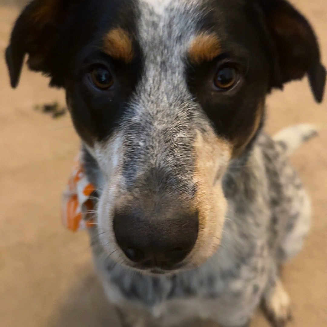 Stitch joined the competition — help win amazing prizes! animal, bed, black_nose, brown_eyes, canine, carpet, close_up, companionship, curious, dog, domestic, ears, floor, furniture, indoor, looking, pet, portrait, sitting, speckled_fur