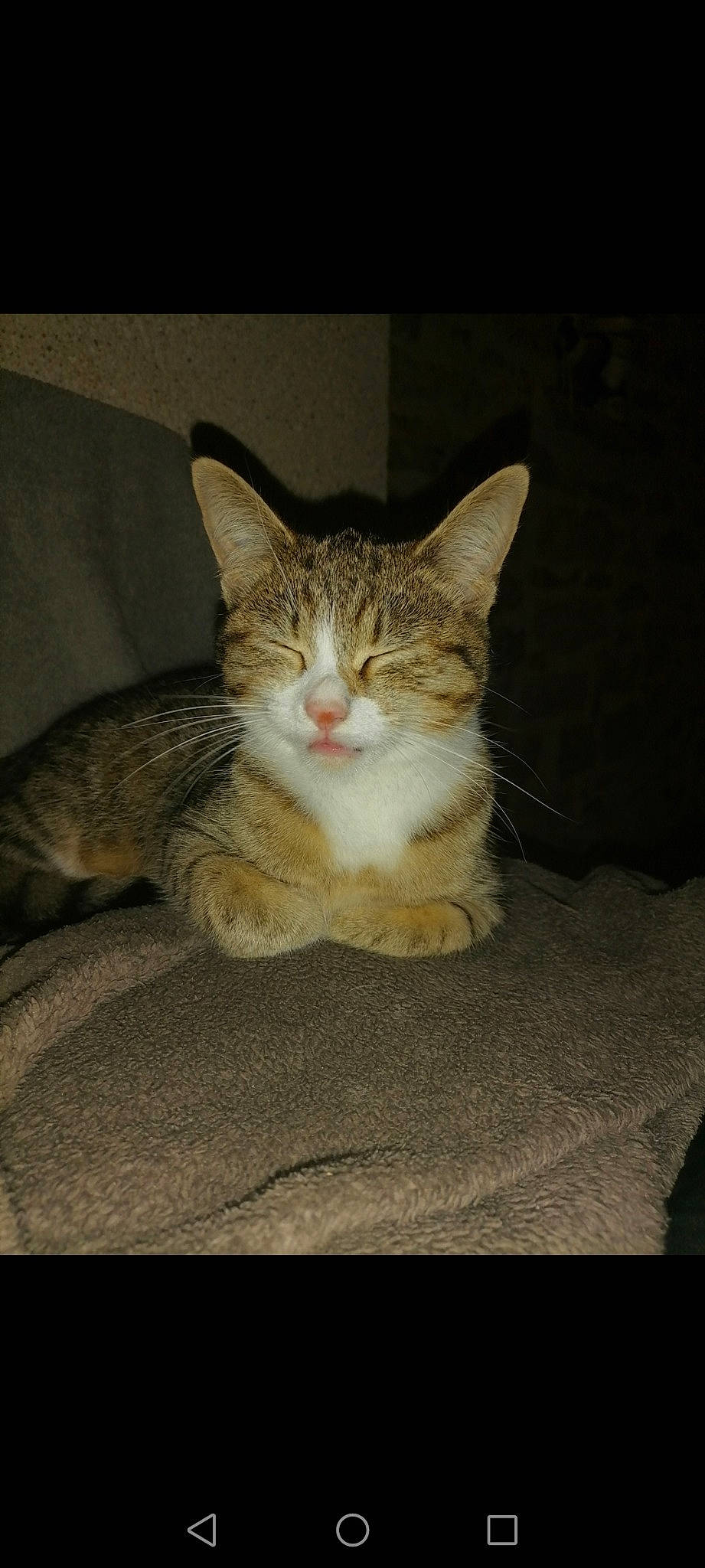 Mighou participe au concours pour gagner de l'argent avec cette photo : carnivore, cat, claw, comfort, domestic_short_haired_cat, eye, felidae, foot, fur, paw, sitting, small_to_medium_sized_cats, tail, whiskers, window