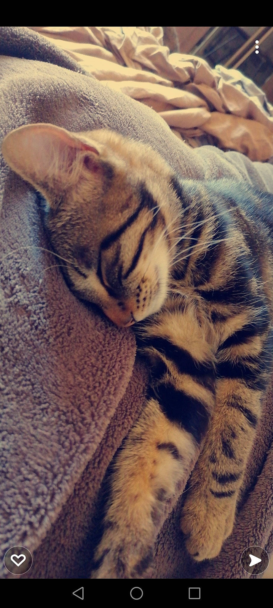 Mighou participe au concours pour gagner de l'argent avec cette photo : bengal_tiger, big_cats, carnivore, cat, comfort, domestic_short_haired_cat, fawn, felidae, fur, paw, siberian_tiger, small_to_medium_sized_cats, snout, tail, terrestrial_animal, tiger, whiskers, wildlife, wood, wrinkle