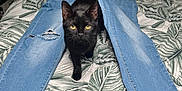 Bubule a rejoint le concours — aidez-le/la à gagner de superbes lots ! black_cat, jeans, bed, leaf_pattern, cat, indoor, person, legs, resting, furniture, textile, casual, blue, animal, pet, curious, walking, pattern, comfort, cozy