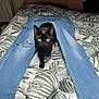 black_cat, jeans, bed, leaf_pattern, cat, indoor, person, legs, resting, furniture, textile, casual, blue, animal, pet, curious, walking, pattern, comfort, cozy