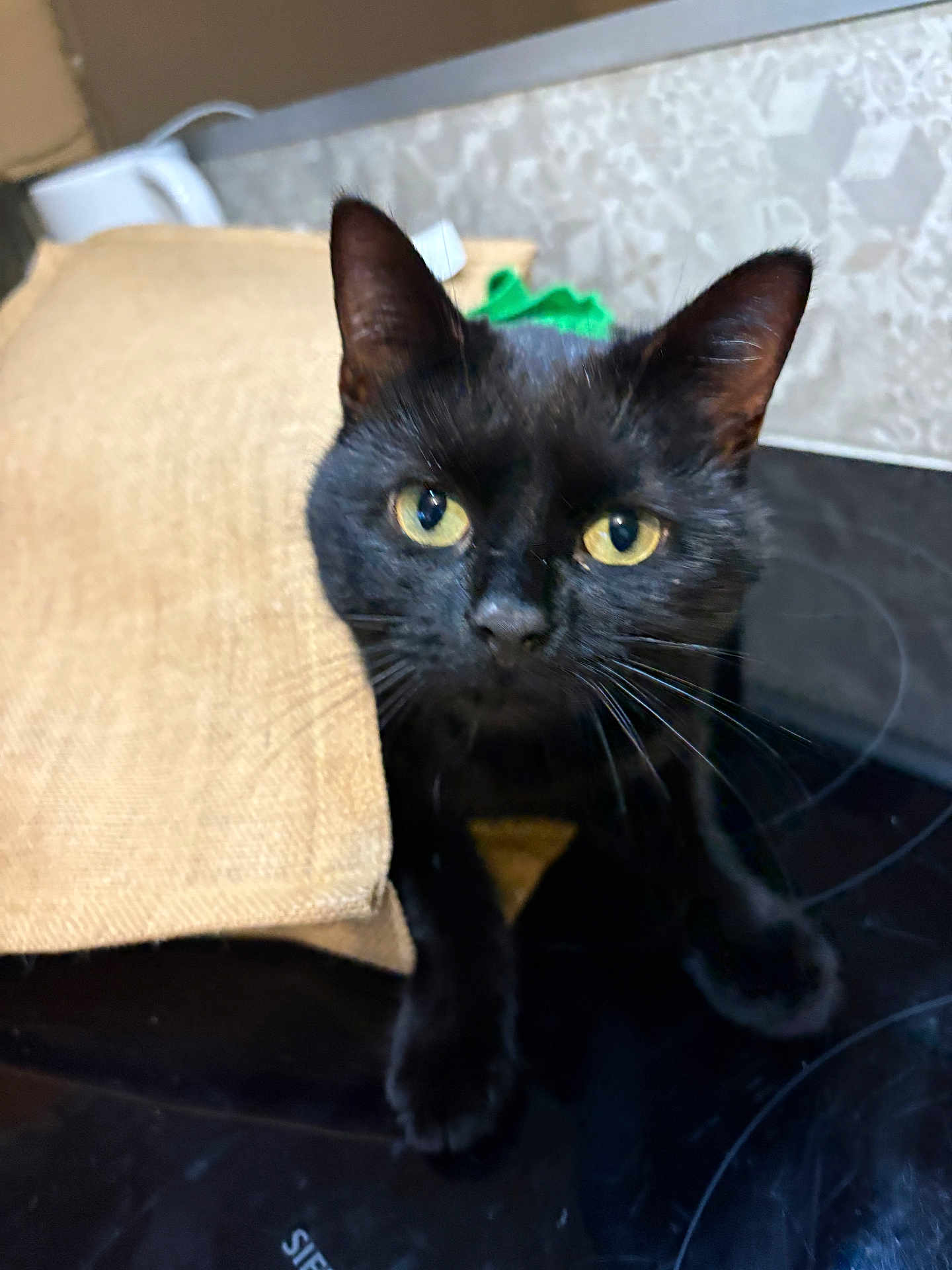 Bubule a rejoint le concours — aidez-le/la à gagner de superbes lots ! cat, black_cat, burlap_sack, kitchen, curious, pet, animal, whiskers, yellow_eyes, indoor, stove, close_up, feline, playful, domestic_cat, fur, paws, looking, face, ears