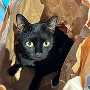 Bubule participe au concours pour gagner de l'argent avec cette photo : cat, black_cat, paper_bag, pet, animal, curious, indoor, yellow_eyes, whiskers, feline, cute, closeup, looking_up, ears, shadow, playful, household, domestic_animal, soft_light, texture