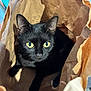 cat, black_cat, paper_bag, pet, animal, curious, indoor, yellow_eyes, whiskers, feline, cute, closeup, looking_up, ears, shadow, playful, household, domestic_animal, soft_light, texture