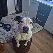 Ussi participe au concours pour gagner de l'argent avec cette photo : brown, cabinet, canine, cute, dog, domestic_animal, ears, eyes, floor, furniture, indoor, living_room, looking_up, nose, ottoman, pet, rug, television, white, wood_floor