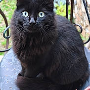 Isi participe au concours pour gagner de l'argent avec cette photo : cat, black_cat, fluffy, blue_eyes, animal, pet, outdoor, chair, metal_chair, sitting, fur, whiskers, closeup, portrait, curious, nature, greenery, domestic_cat, feline, animal_portrait