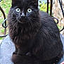 cat, black_cat, fluffy, blue_eyes, animal, pet, outdoor, chair, metal_chair, sitting, fur, whiskers, closeup, portrait, curious, nature, greenery, domestic_cat, feline, animal_portrait