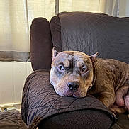 Maluhia is registered to the contest to win money with this photo: dog, couch, indoor, pet, resting, brown_fur, quilted_cover, furniture, relaxed, animal, canine, living_room, ear_cropped, curtains, window_light, domestic_animal, snout, face, closeup, home