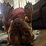 dog, upside_down, toy, pink, paws, claws, teeth, floor, mat, living_room, couch, curtains, playful, pet, canine, smiling, indoor, wooden_floor, close_up, happy