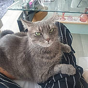 Gustave participe au concours pour gagner de l'argent avec cette photo : cat, gray_cat, pet, indoor, lap, striped_pants, glass_table, household_items, relaxed, feline, whiskers, green_eyes, floor, mug, glasses, cozy, wooden_floor, candle, decor, table
