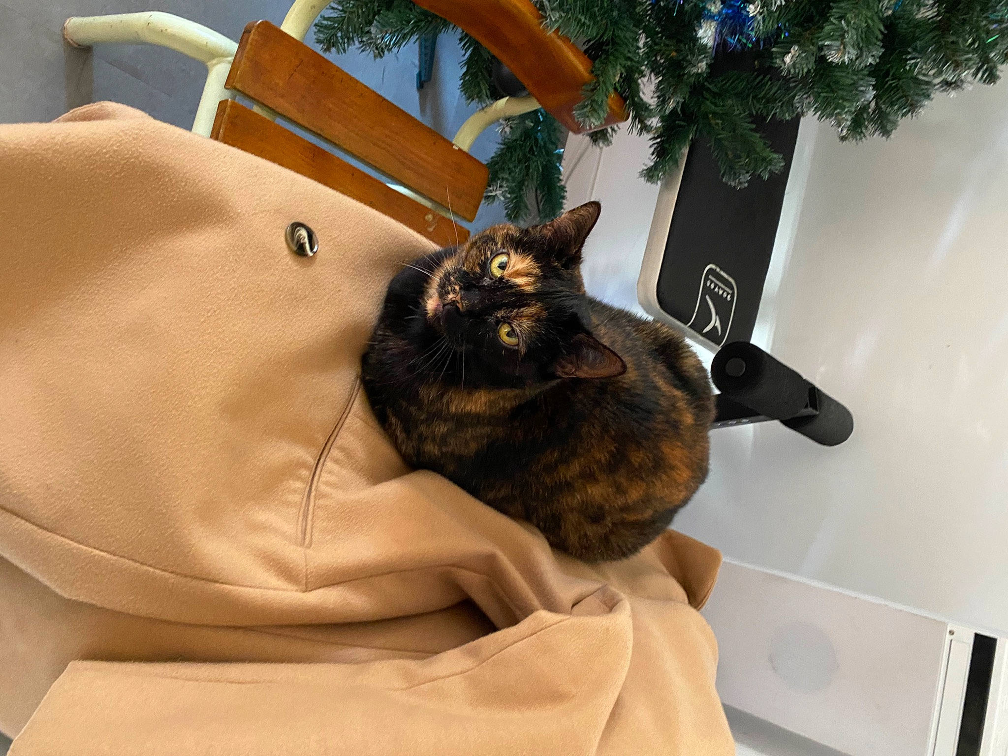 Haina a rejoint le concours — aidez-le/la à gagner de superbes lots ! bag, bed, black_cat, carnivore, cat, chair, christmas_ornament, comfort, domestic_short_haired_cat, event, fawn, felidae, fur, linens, luggage_and_bags, plant, small_to_medium_sized_cats, tail, tree, whiskers
