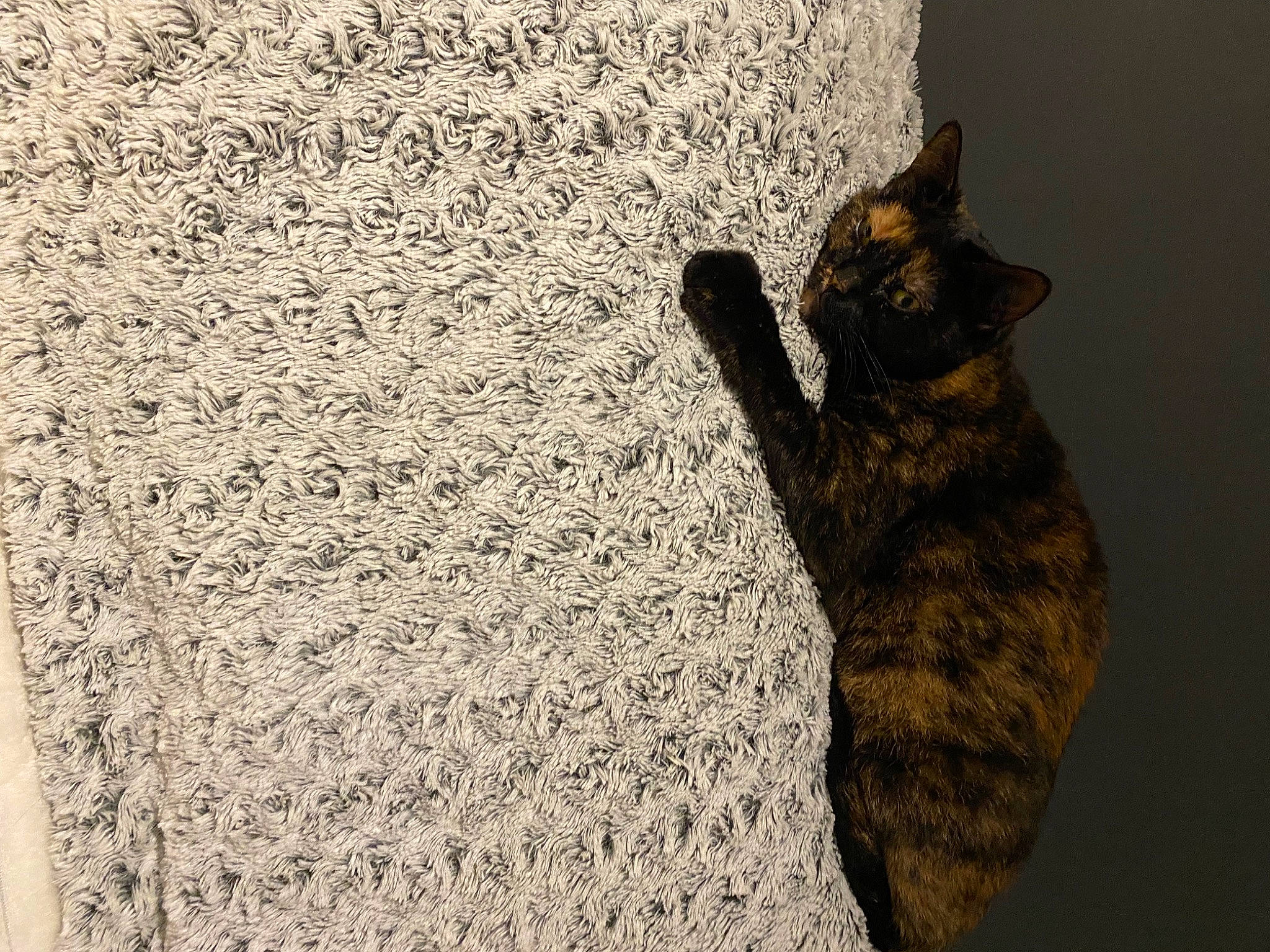 Haina participe au concours pour gagner de l'argent avec cette photo : carnivore, carpet, cat, claw, dog_breed, domestic_short_haired_cat, fawn, felidae, flooring, fur, grey, paw, shadow, small_to_medium_sized_cats, snout, soil, sporting_group, tail, whiskers, wood