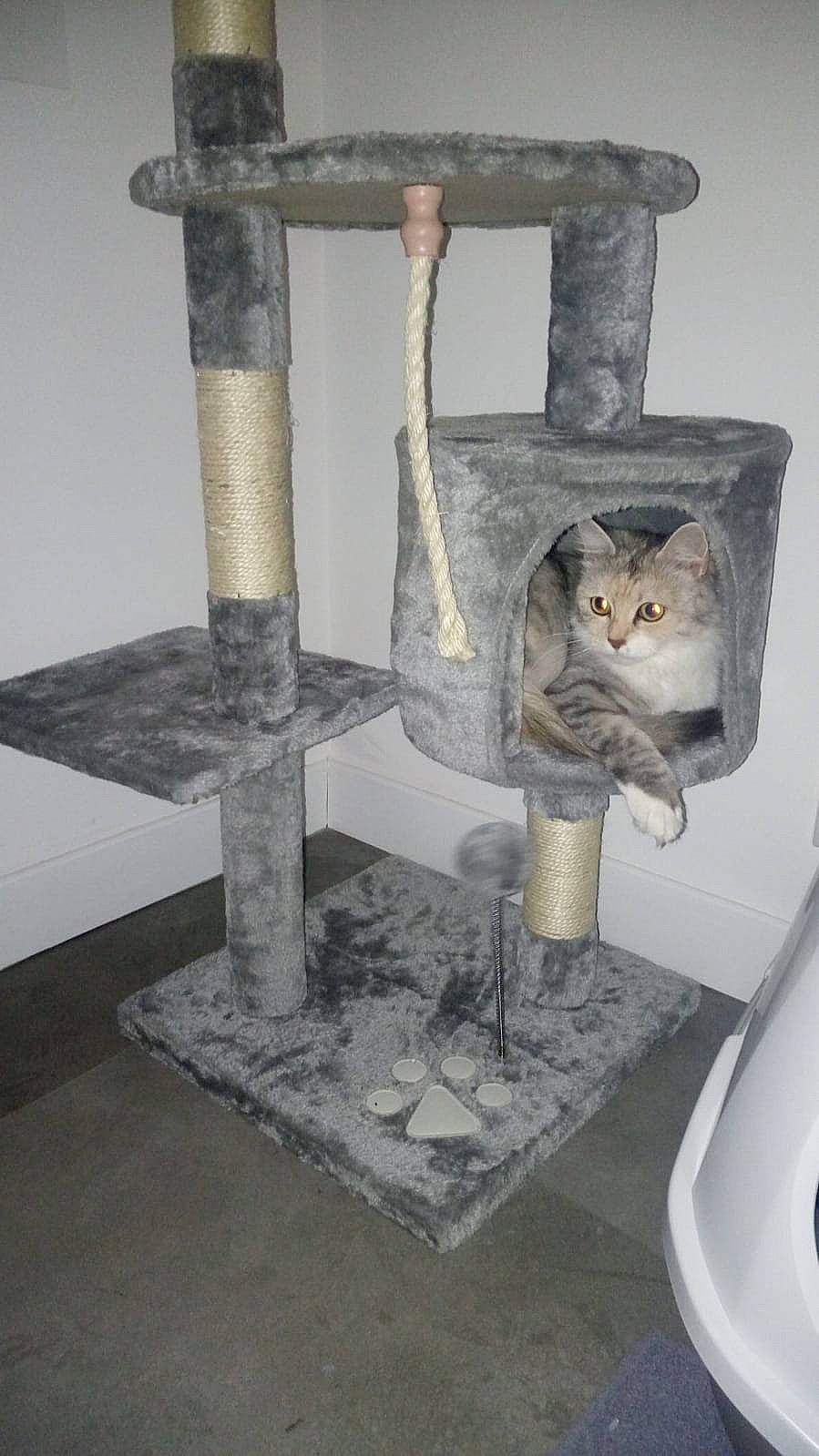 Jehna a rejoint le concours — aidez-le/la à gagner de superbes lots ! bathroom, bathroom_sink, carnivore, cat, cat_supply, domestic_short_haired_cat, felidae, grey, metal, pet_supply, plumbing, plumbing_fitting, plumbing_fixture, room, shelf, small_to_medium_sized_cats, tail, tap, whiskers, wood