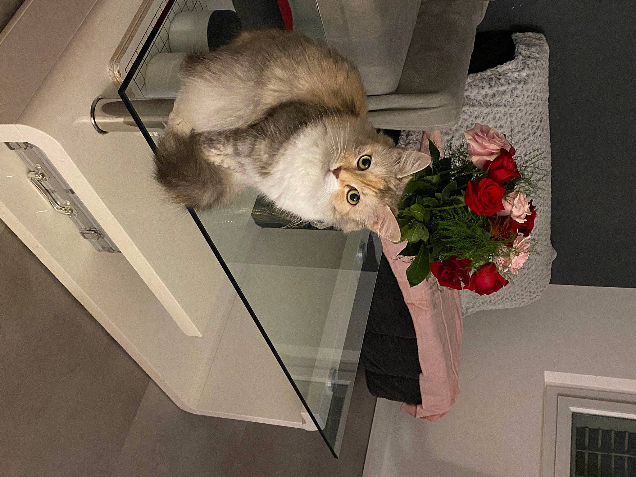Jehna participe au concours pour gagner de l'argent avec cette photo : artificial_flower, cut_flowers, feather, felidae, floral_design, flower, flower_arranging, flowerpot, fur, muroidea, mustelidae, plant, rodent, room, small_to_medium_sized_cats, stuffed_toy, tail, toy, whiskers, window