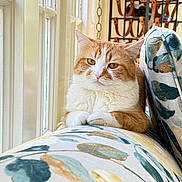 Mike is registered to the contest to win money with this photo: cat, orange_cat, white_cat, indoor, couch, floral_pattern, window, sunlight, pet, feline, relaxed, cozy, domestic_animal, resting, fur, whiskers, ears, paws, home, decor