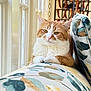 cat, orange_cat, white_cat, indoor, couch, floral_pattern, window, sunlight, pet, feline, relaxed, cozy, domestic_animal, resting, fur, whiskers, ears, paws, home, decor