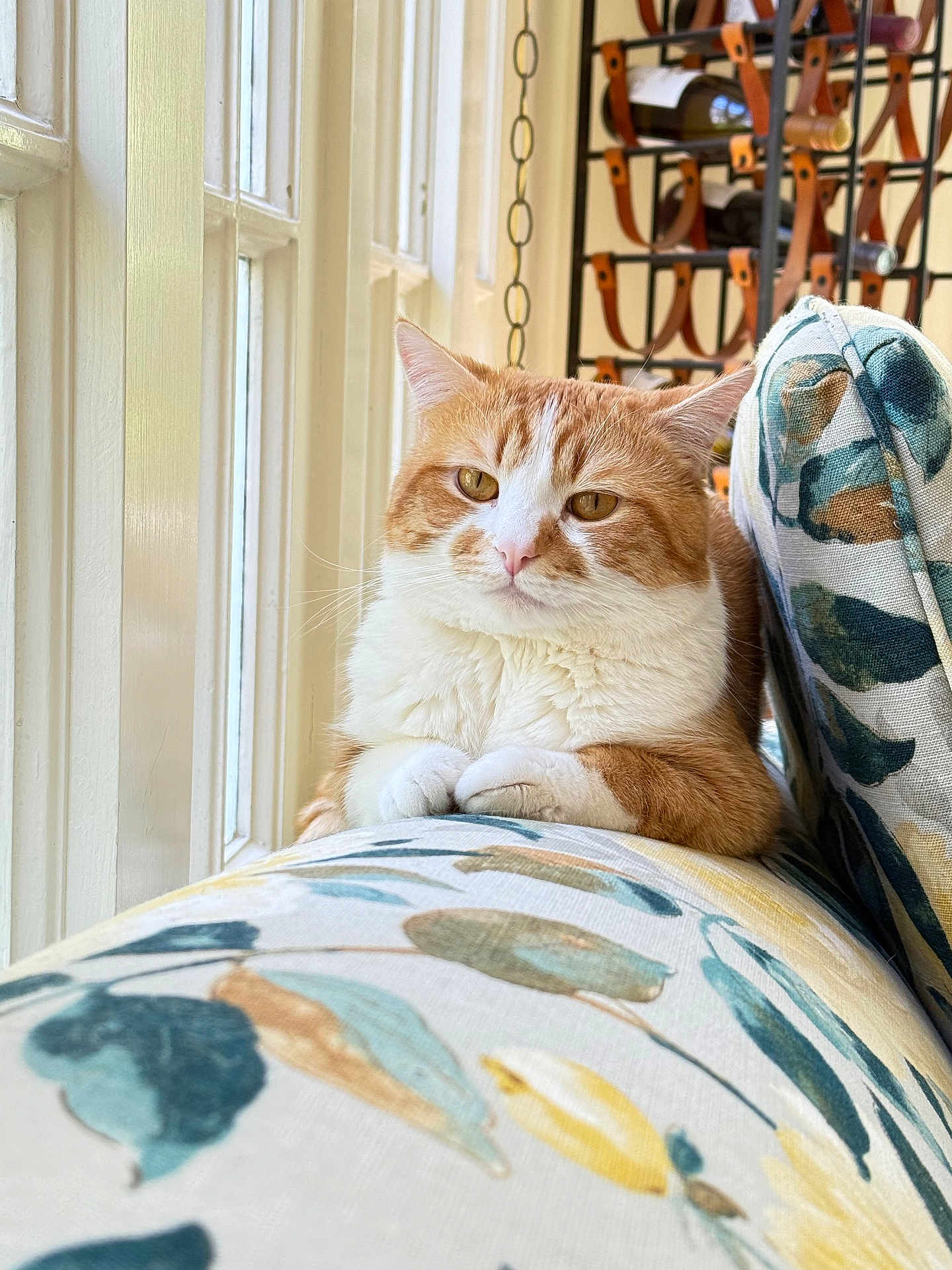 Mike is registered to the contest to win money with this photo: cat, orange_cat, white_cat, indoor, couch, floral_pattern, window, sunlight, pet, feline, relaxed, cozy, domestic_animal, resting, fur, whiskers, ears, paws, home, decor