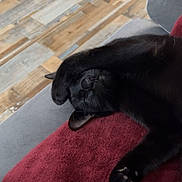 Yoko participe au concours pour gagner de l'argent avec cette photo : black_cat, cat, sleeping_cat, paw, blanket, red_blanket, couch, gray_couch, wooden_floor, indoor, pet, feline, relaxing, cozy, nap, animal, fur, whiskers, resting, domestic_cat