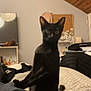 Yoko participe au concours pour gagner de l'argent avec cette photo : black_cat, cat, pet, bed, indoor, furniture, wood_ceiling, curious, looking_at_camera, domestic_animal, cozy_room, blanket, home, feline, animal, cute, small, alert, sitting, resting