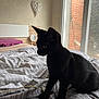 Yoko participe au concours pour gagner de l'argent avec cette photo : cat, black_cat, bed, bedspread, striped_pattern, indoor, window, raindrops, heart_decoration, wall, furniture, cozy, pet, animal, resting, soft_light, curtain, room, domestic, quiet