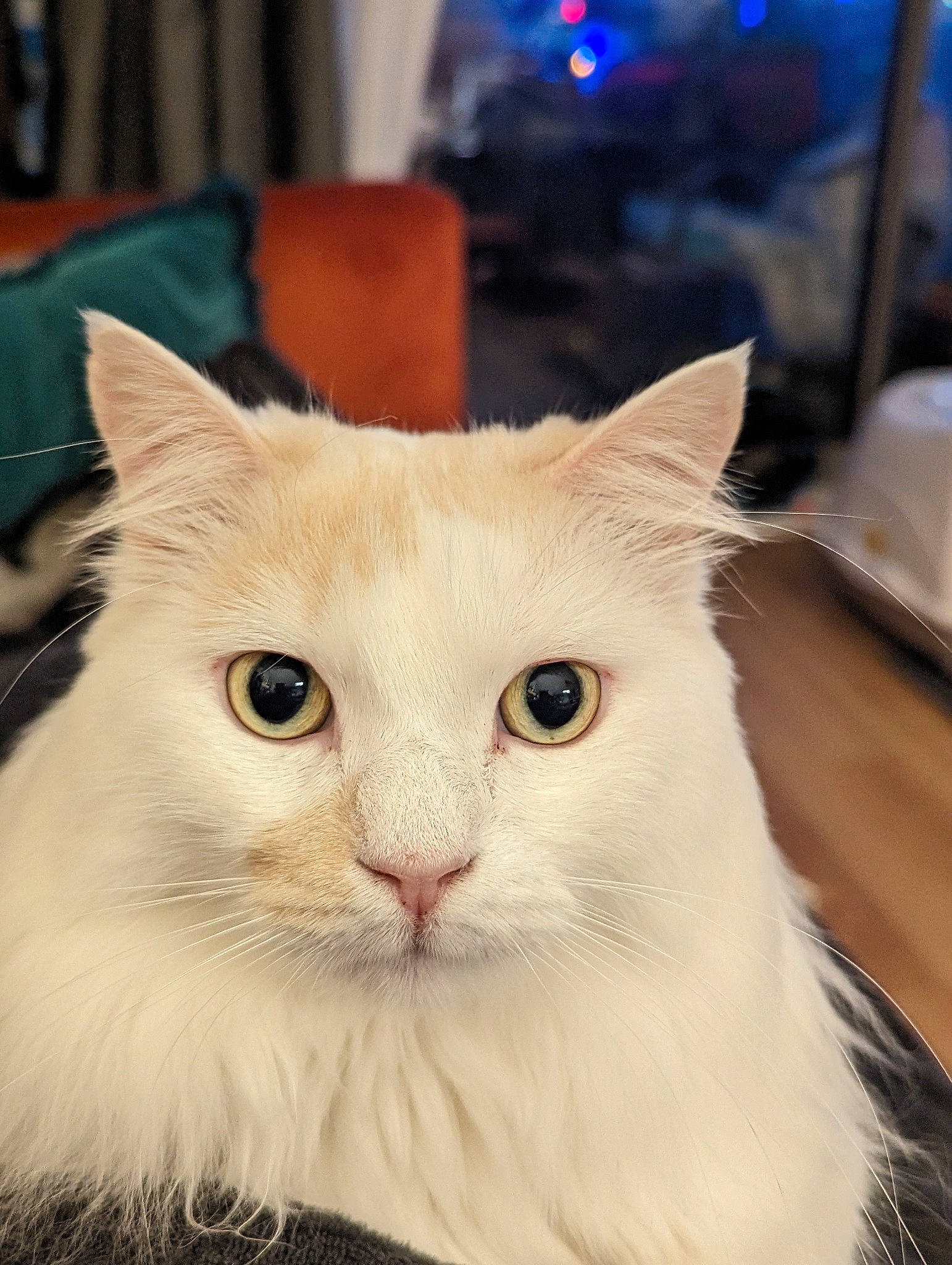 Bowie is registered to the contest to win money with this photo: carnivore, cat, domestic_short_haired_cat, eye, fawn, felidae, fur, head, iris, small_to_medium_sized_cats, snout, tail, terrestrial_animal, whiskers, window