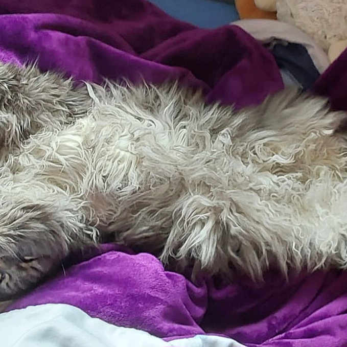 Typhon a rejoint le concours — aidez-le/la à gagner de superbes lots ! animal, bed, blanket, cat, cozy, cute, domestic, feline, fluffy, fur, indoor, paw, pet, purple_blanket, relaxed, resting, sleeping, soft, stretch, whiskers