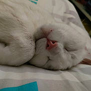 Pirouette participe au concours pour gagner de l'argent avec cette photo : cat, white_cat, sleeping, close_up, pet, feline, fur, bed, rest, cozy, whiskers, pink_nose, curled_up, indoor, domestic_animal, animal, quiet, relaxation, peaceful, cute