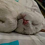 cat, white_cat, sleeping, close_up, pet, feline, fur, bed, rest, cozy, whiskers, pink_nose, curled_up, indoor, domestic_animal, animal, quiet, relaxation, peaceful, cute