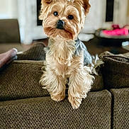 Rocky joined the competition — help win amazing prizes! dog, small_dog, pet, indoor, couch, furniture, curious, brown_fur, black_fur, face, ears, eyes, nose, legs, paw, texture, cozy, home, background_blur, domestic