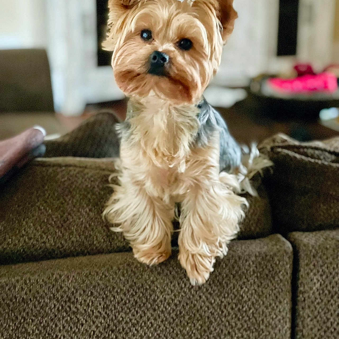 Rocky joined the competition — help win amazing prizes! background_blur, black_fur, brown_fur, couch, cozy, curious, dog, domestic, ears, eyes, face, furniture, home, indoor, legs, nose, paw, pet, small_dog, texture