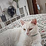 cat, white_cat, indoor, bed, blanket, floral_pattern, furniture, fan, vase, plant, door, collar, pet, relaxed, fur, animal, resting, cozy, home, room