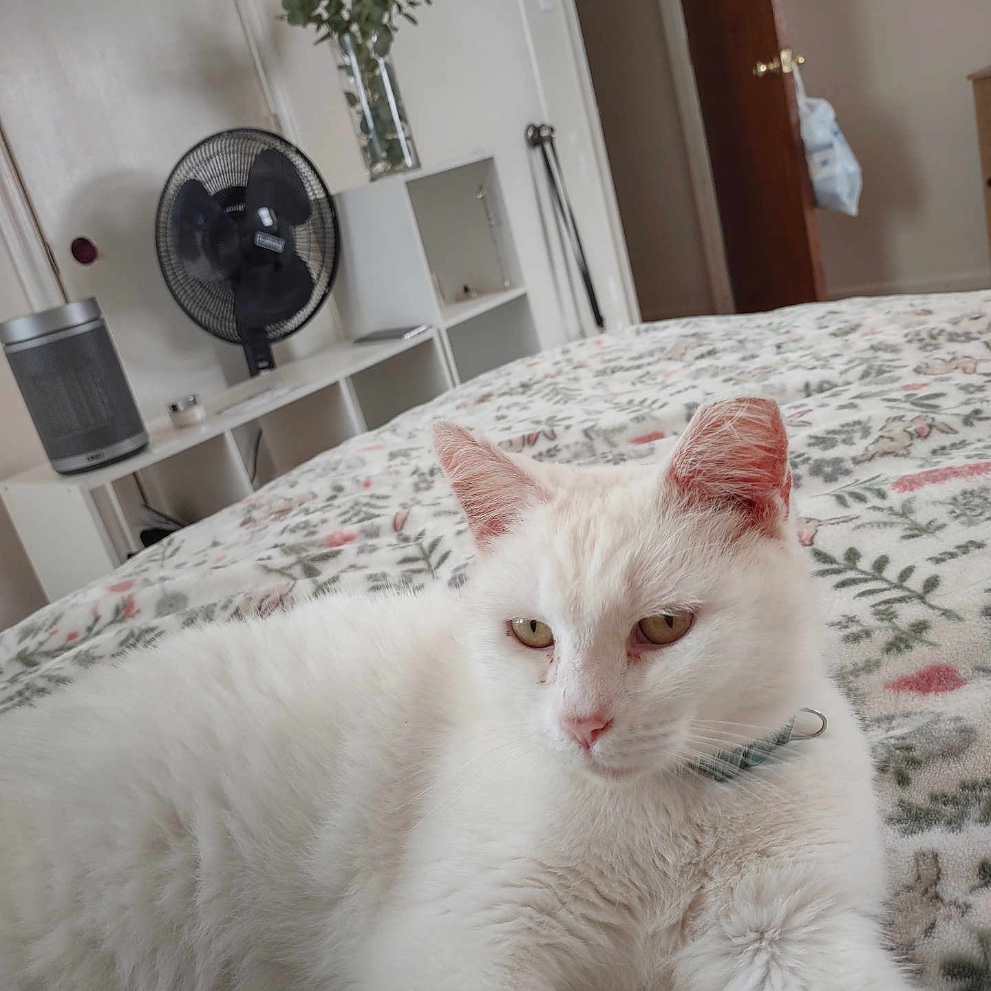 Max joined the competition — help win amazing prizes! animal, bed, blanket, cat, collar, cozy, door, fan, floral_pattern, fur, furniture, home, indoor, pet, plant, relaxed, resting, room, vase, white_cat
