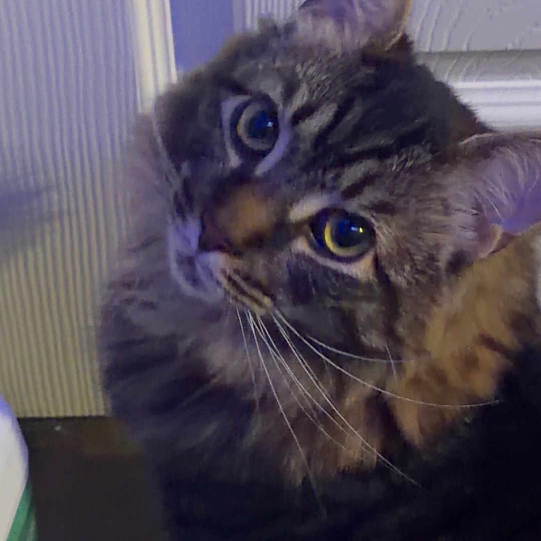 Mr Kitty