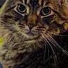 Mr Kitty joined the competition — help win amazing prizes! animal, blanket, cat, close_up, cute, domestic_cat, ears, eyes, face, feline, fur, furry, indoor, mammal, pet, portrait, resting, soft, tabby, whiskers