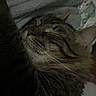 Mr Kitty is registered to the contest to win money with this photo: animal, blanket, cat, closeup, comfort, cozy, cute, feline, fur, indoor, mammal, nap, pet, portrait, relaxed, resting, sleeping, soft, tabby, whiskers
