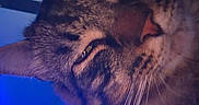 Mr Kitty is registered to the contest to win money with this photo: animal, blue_light, cat, close_up, cozy, domestic_animal, ear, face, feline, fur, household, indoor, lamp, nose, pet, portrait, relaxed, sleepy, tabby, whiskers