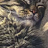 animal, cat, close_up, cozy, cute, domestic_cat, ear, face, feline, fur, muzzle, nostrils, pet, relaxed, resting, sleeping, snout, soft, tabby, whiskers