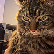 Mr Kitty is registered to the contest to win money with this photo: animal, background, cat, close_up, cozy, domestic_animal, feline, fluffy, fur, home, household, indoor, looking_down, person_partial, pet, portrait, soft_light, tabby_cat, whiskers, yellow_eyes