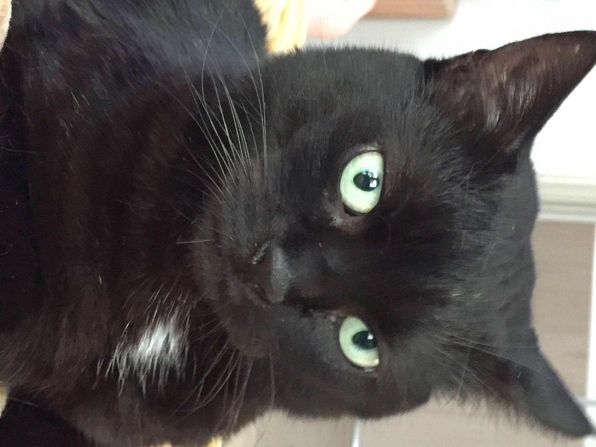 Minuit a rejoint le concours — aidez-le/la à gagner de superbes lots ! black_cat, bombay, carnivore, cat, domestic_short_haired_cat, electric_blue, felidae, fur, iris, small_to_medium_sized_cats, snout, terrestrial_animal, whiskers